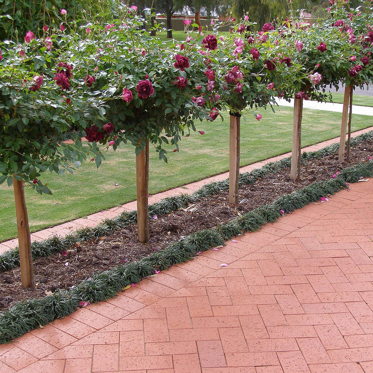 Clay Driveway Pavers Clay Pavers Adelaide Clay Patio Pavers